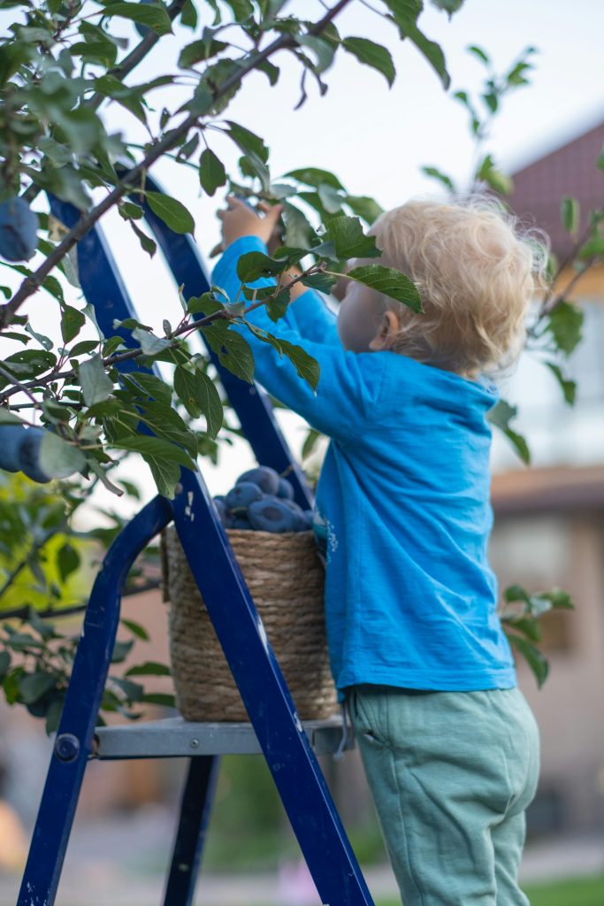 pexels-photo-9577702-9577702 A young child with curly hair picking plums from a tree while standing on a ladder outdoors.